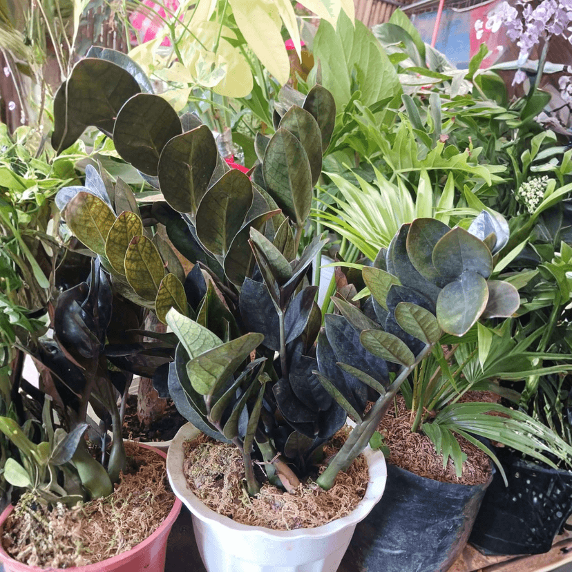 Black ZZ Plant or Zamioculcas Zamiifolia ‘Raven’ (FOR PICK UP ONLY)