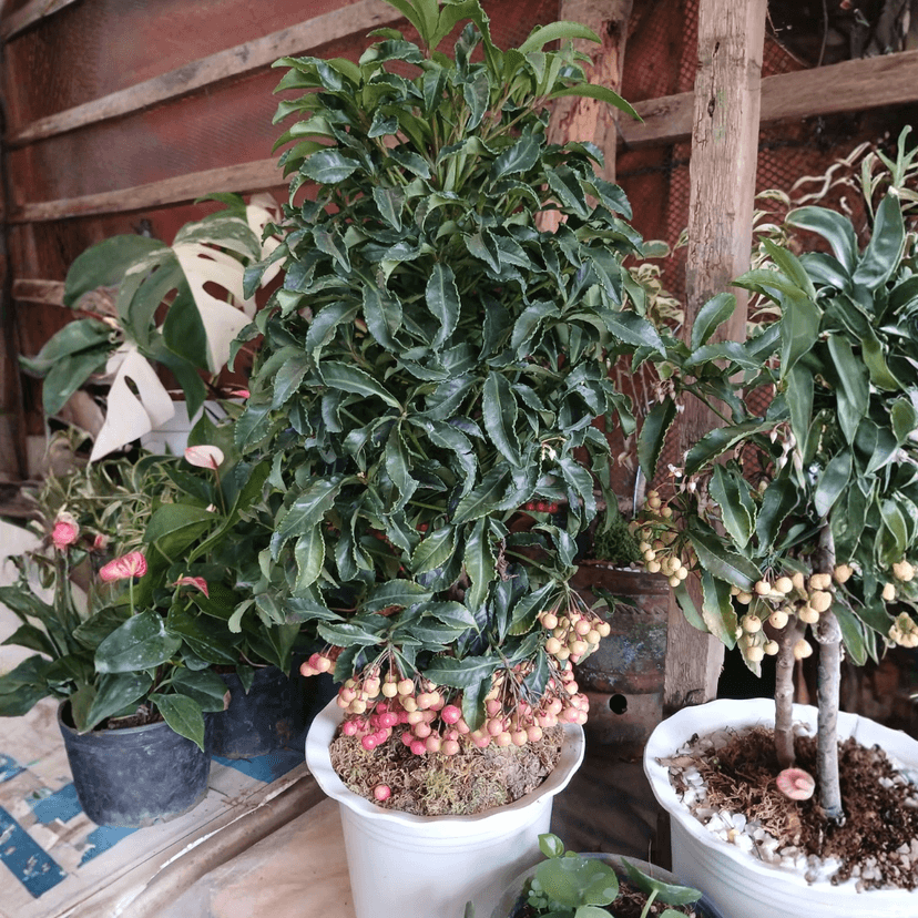 Ardisia Crenata or Money Tree (FOR PICK UP ONLY)